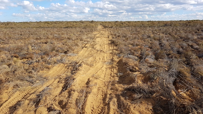 Our track crosses the DPaW firebreak.