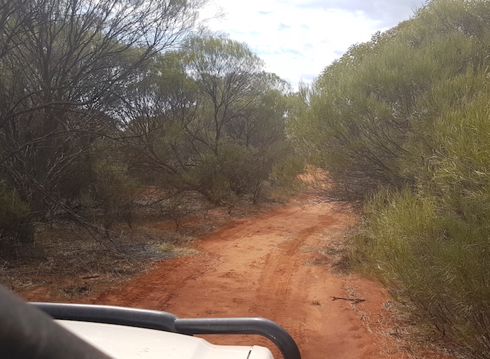 Overgrown track near Emu Flat on the way to Nancara Rockhole.